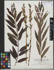 Foto von Salix triandra L. x Salix viminalis L.